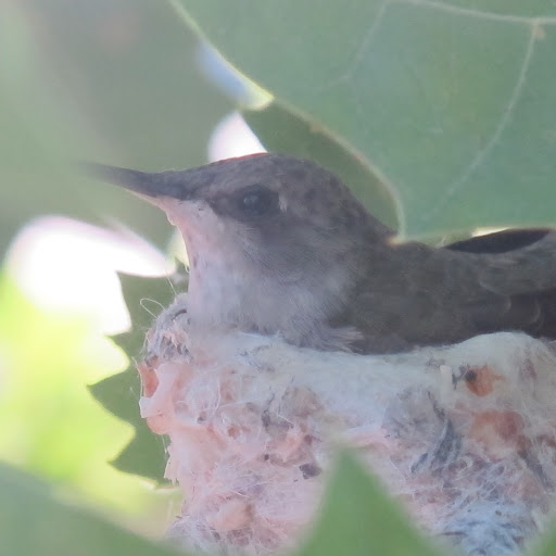 Lisa Holloway Photo 17