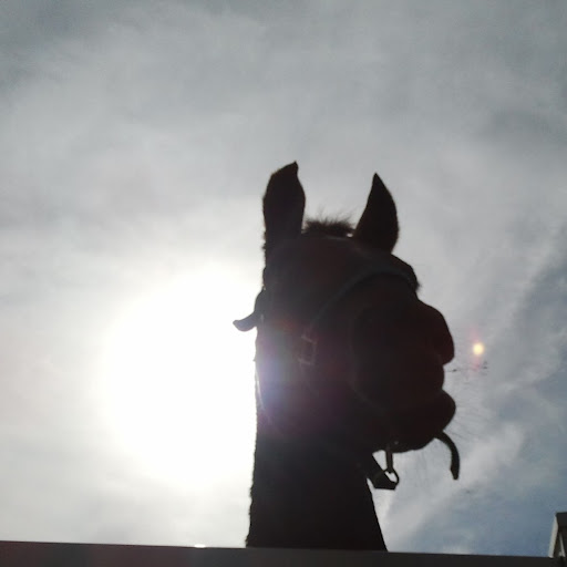 Susie Sharp Photo 29