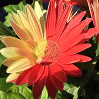 Christine Rasmussen Photo 39