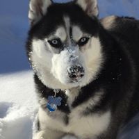 Lisa Stratton Photo 27 Lisa Stratton Photo 27