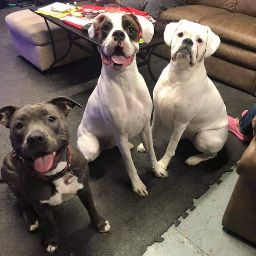 Harold Stone Photo 39