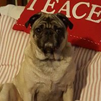 Diane Gordon Photo 17