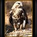 Janet Hawks Photo 24