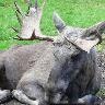 Sharon Gauthier Photo 11