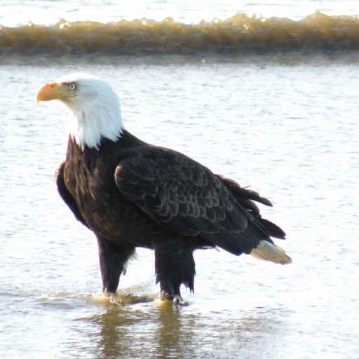 Cynthia Marr Photo 7