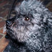 Willie Robinson Photo 8