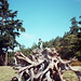 Lisa Stump Photo 35