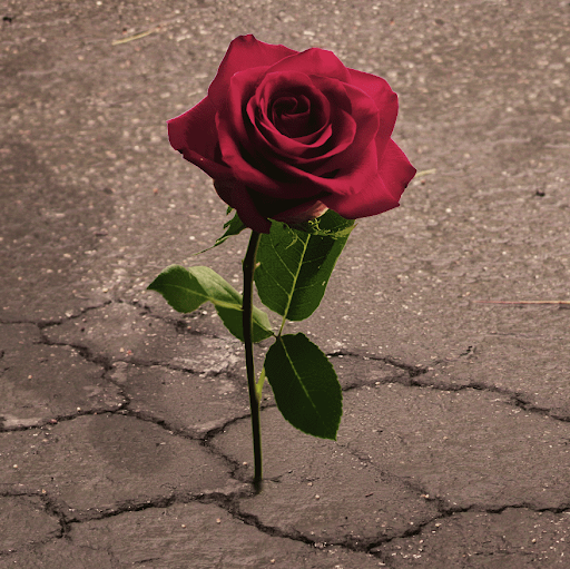 Stephanie Bowman Photo 42