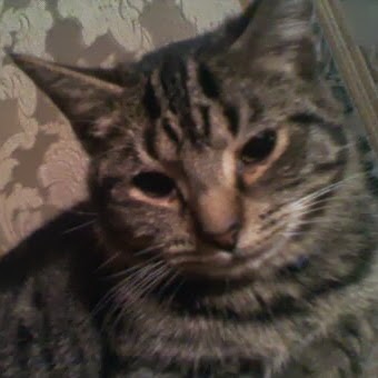 Marti Jenkins Photo 17