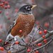 Robin Michael Photo 41