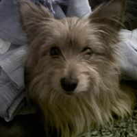 Deborah Orrell Photo 3