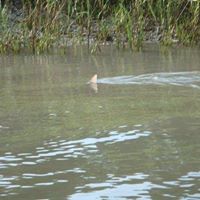 Sharon Ramirez Photo 19