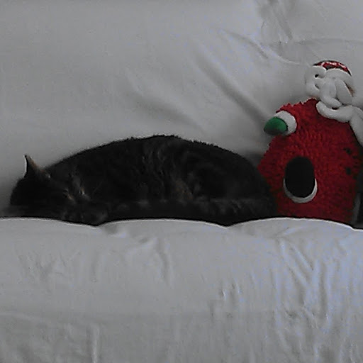 Nancy Dewitt Photo 14