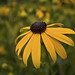 Susan Fuller Photo 19
