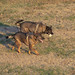 Debbie Shepherd Photo 29