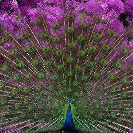 Julie Blackwell Photo 18