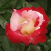Rose Clark Photo 31