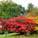 Alice Maple Photo 12