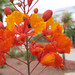 Hoa Diep Photo 8