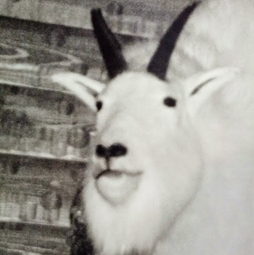 Justin Hodges Photo 40