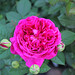 Rose Stark Photo 20