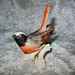 Rose Goebel Photo 20