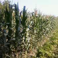 Krista Sharp Photo 7