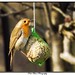 Robin Ball Photo 28