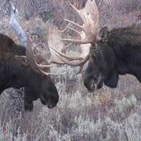 Elizabeth Boyles Photo 7