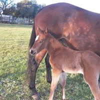 Deborah Whitmore Photo 12