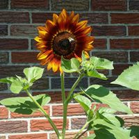 Traci Kelly Photo 16