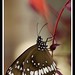 Debbie Howe Photo 24