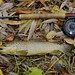 Tad Trout Photo 3