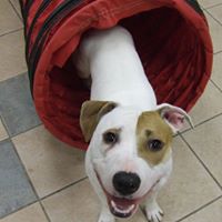 Lester Levine Photo 8