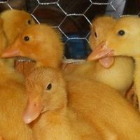 James Bosch Photo 11