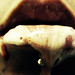 Sheri Sharp Photo 24