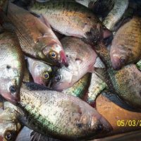 Kathleen Box Photo 2