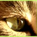 Karen Wild Photo 6