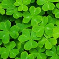 Theresa Flanagan Photo 13