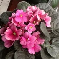 Chi Ho Photo 23 Chi Ho Photo 23