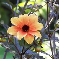 Sharon Anders Photo 7