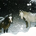 Robin Stoops Photo 16