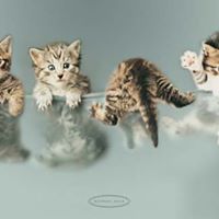 Victoria Mead Photo 12