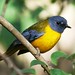 Robin White Photo 24