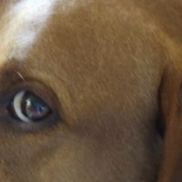 Chester Cross Photo 9