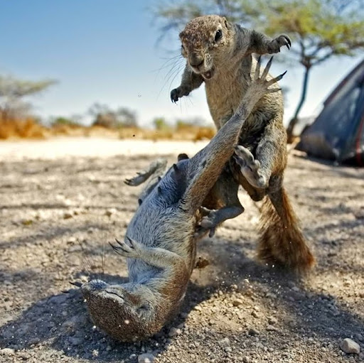 Eric Schmitt Photo 14