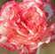 Catherine Roberts Photo 43