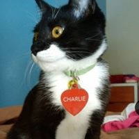 Charlie Ferraro Photo 13