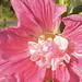 Carol Stauffer Photo 25