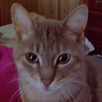 Lisa Black Photo 25